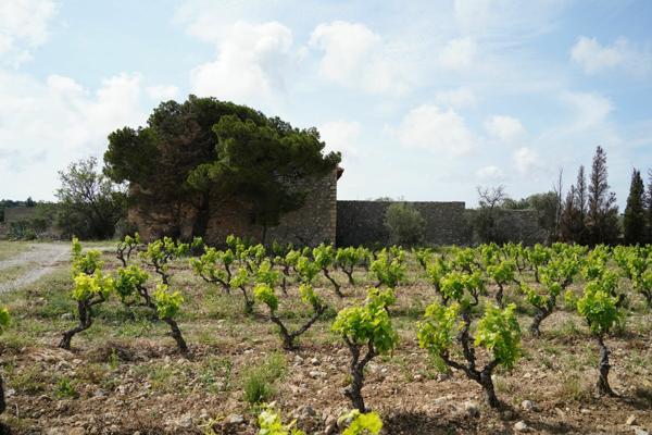 Terrain à vendre    La Palme