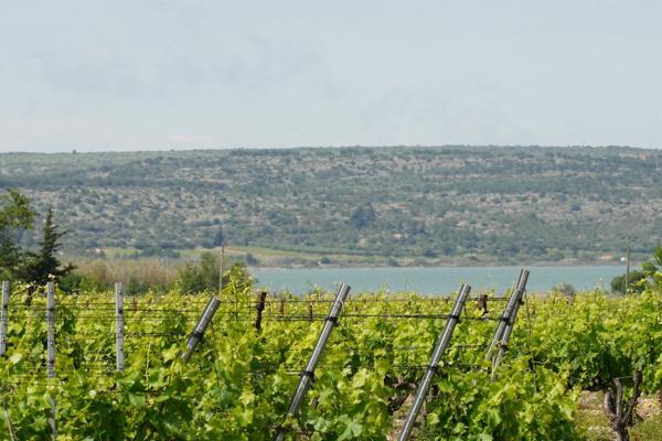 Terrain à vendre    La Palme