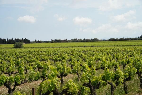 Terrain à vendre    La Palme