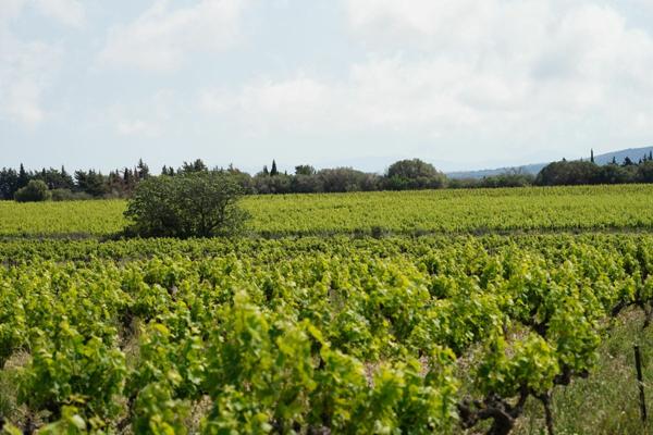 Terrain à vendre    La Palme