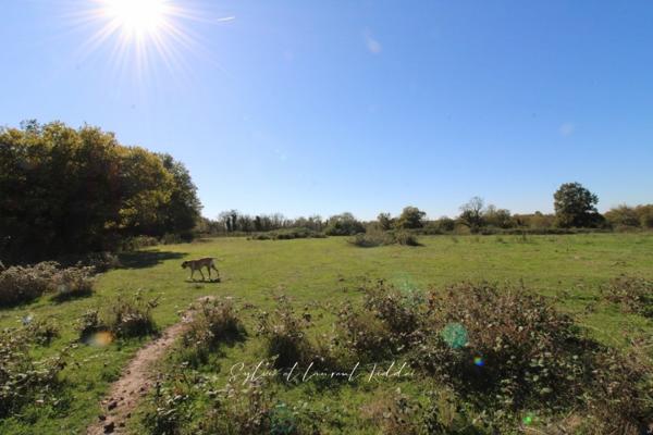 PROPRIÉTÉ DE 30 HECTARES – MAISON EN PIERRE À RÉNOVER – DÉPENDANCES – ÉTANGS