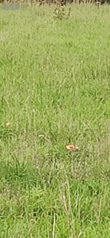 Terrain à Batir à vendre à Saint-Avé dans le Morbihan (56890), ref : 56005-802