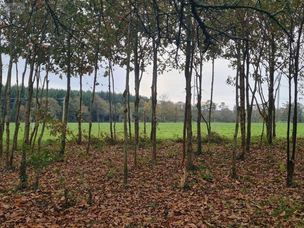 Maison à vendre à Moréac dans le Morbihan (56500), ref : 56053-2504