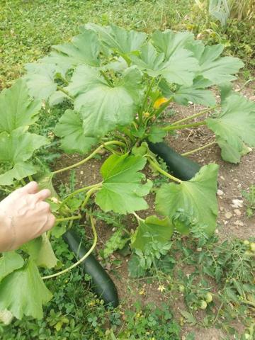 MAISON DE VILLAGE 70M2 HAB