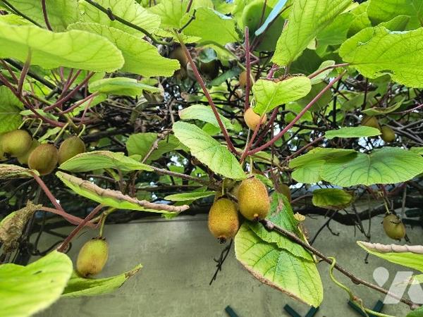 A MEAUX - BELLE MAISON SANS TRAVAUX