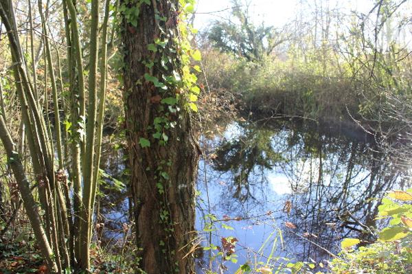 Terrain arboré avec étang