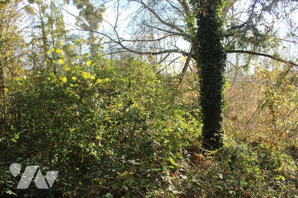 Terrain arboré avec étang