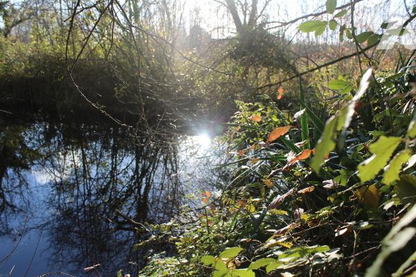 Terrain arboré avec étang