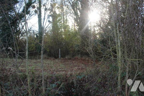 Terrain arboré avec étang