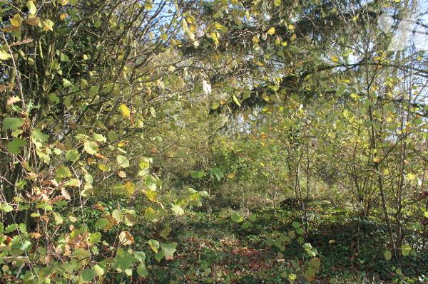 Terrain arboré avec étang