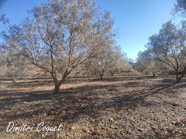 Magnifique oliveraie en production