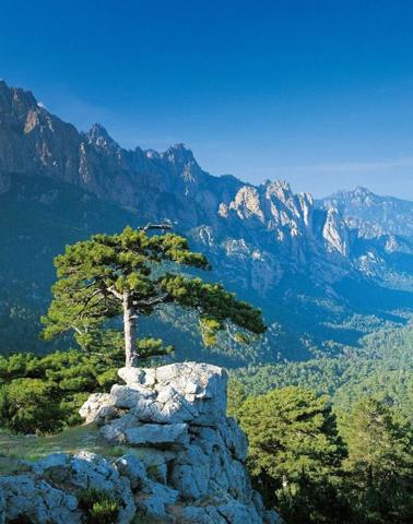 Maison Porto Vecchio de 230 m²  5 pièces  dépendance et  piscines.