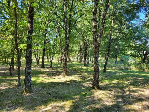 Achat terrain Saint-Étienne-de-Tulmont - 7282 m² - 87 500 €