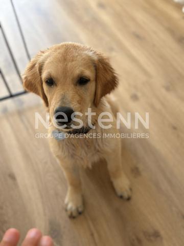 A VENDRE Fonds de commerce d'un salon de toilettage dans le pays Vannetais