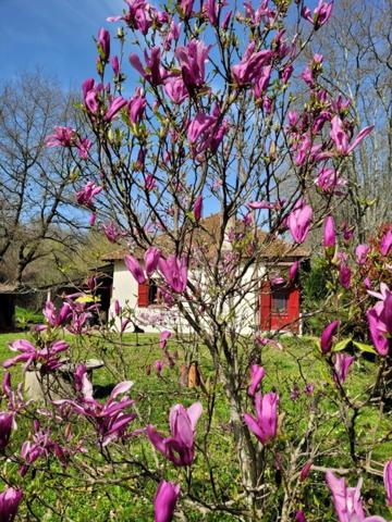 Maison à vendre 3 pièces LABASTIDE D'ARMAGNAC (40)