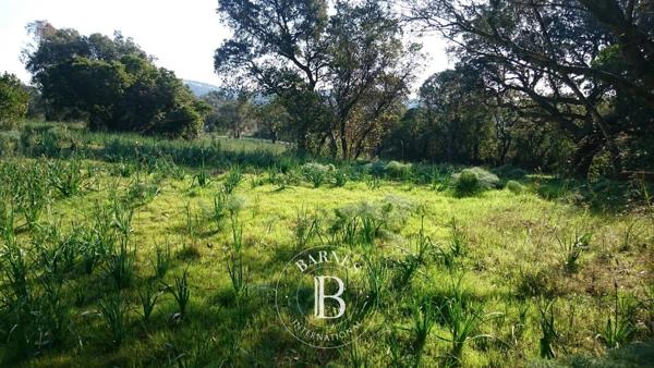 Lecci, Terrain constructible  2 600 m² à vendre