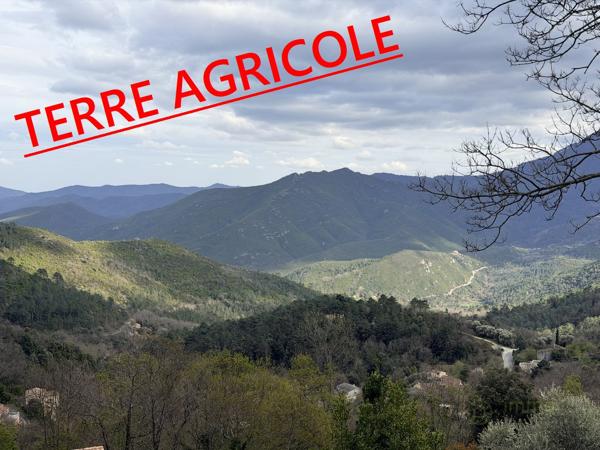 Terrain agricole à VENACO (20231)