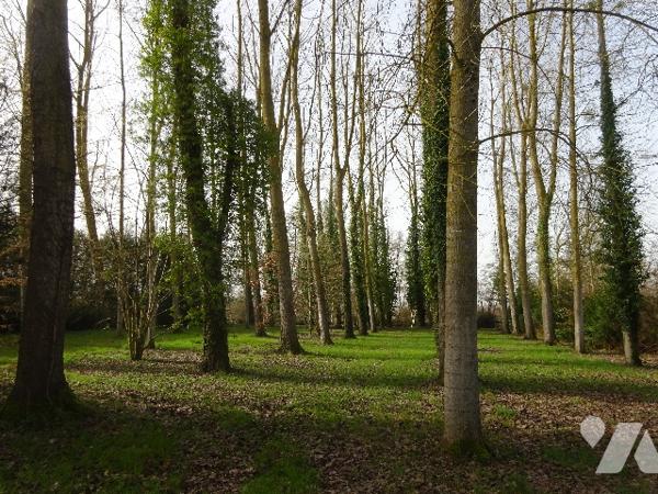 PEUPLERAIE A VENDRE A NOGENT LE ROTROU