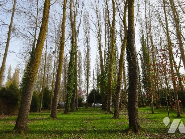 PEUPLERAIE A VENDRE A NOGENT LE ROTROU