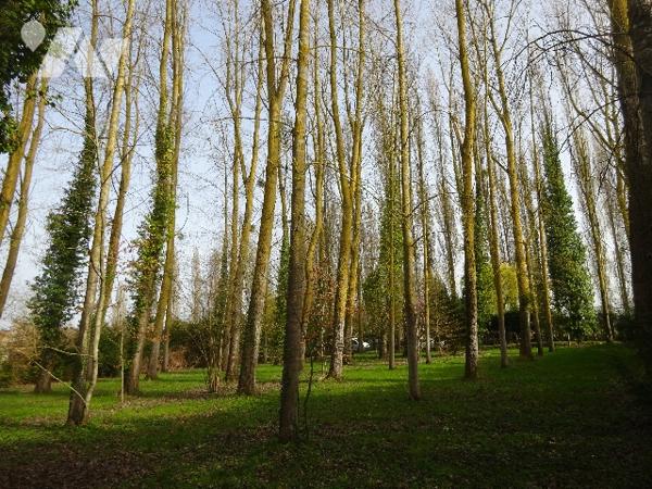 PEUPLERAIE A VENDRE A NOGENT LE ROTROU