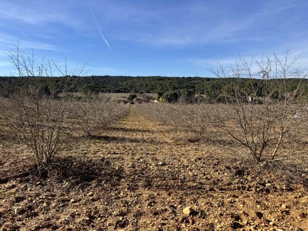 Vente / Terrain