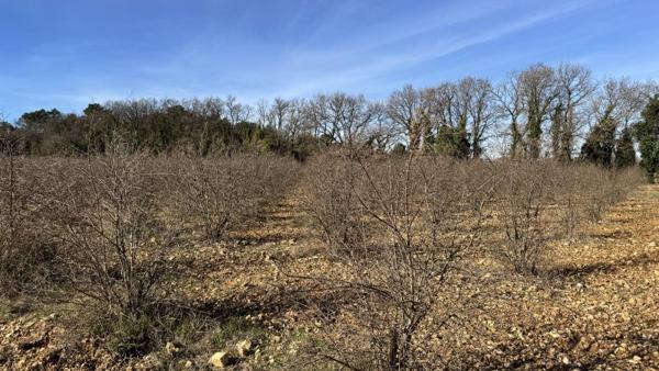 Vente / Terrain