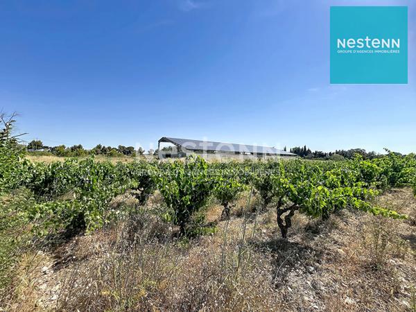 HANGAR AGRICOLE DE 1528 M2 sur terrain de 10925 M2