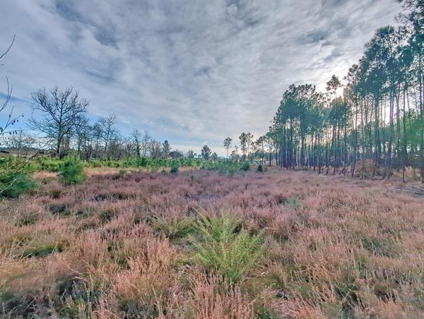 Terrain constructible