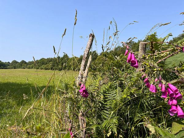 Maison neuve à vendre à Vigneux-de-Bretagne (44360)