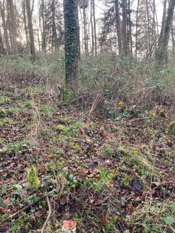 Bois à vendre à Bailleul-la-Vallée dans l'Eure (27260), ref : 052/286