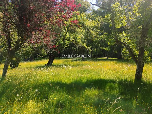 A VENDRE - Saint Sauveur En Puisaye - Bourgogne-  Maison de Maître avec dépendance sur un parc arboré de 2ha