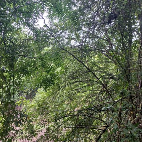 À Vendre :  Beau Terrain de 2597 m² au Gosier - Secteur La Bouaye