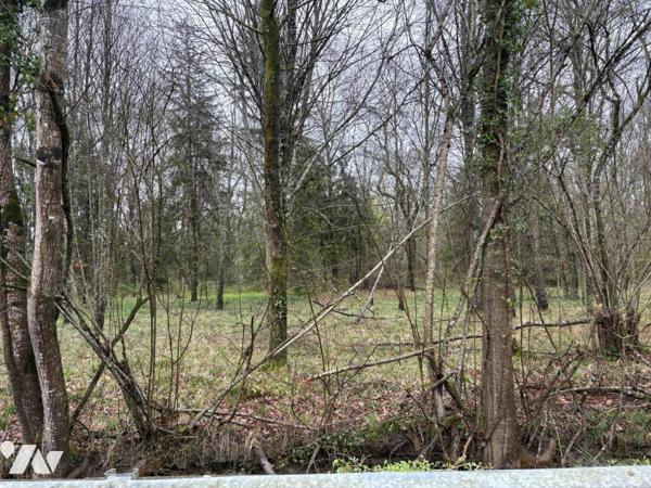 LA PLAINE D ARGENSON, Prissé la Charrière, parcelle de bois