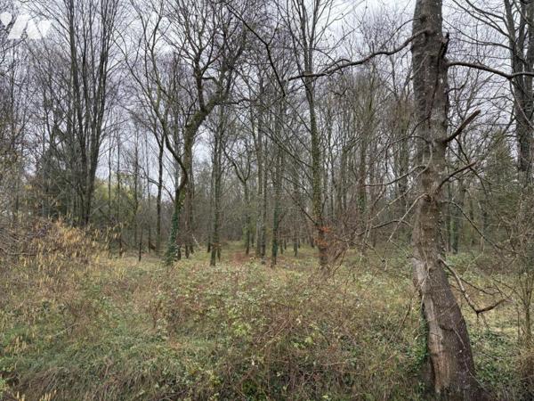 LA PLAINE D ARGENSON, Prissé la Charrière, parcelle de bois