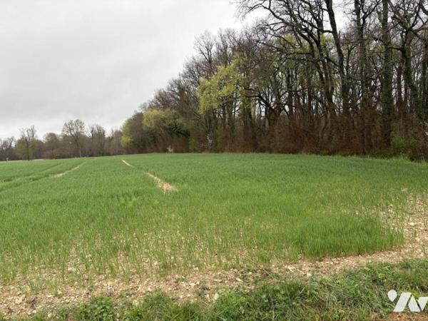 LA PLAINE D ARGENSON, Prissé la Charrière, parcelle de bois