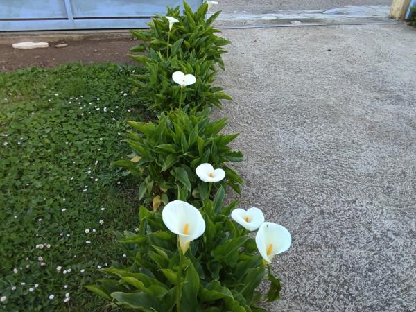 Poggio-Mezzana (20230) Maison Individuelle T3 avec garage et jardin clôturé