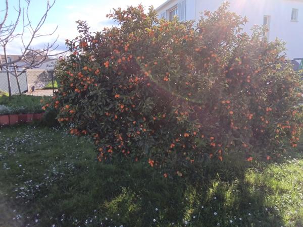 Poggio-Mezzana (20230) Maison Individuelle T3 avec garage et jardin clôturé