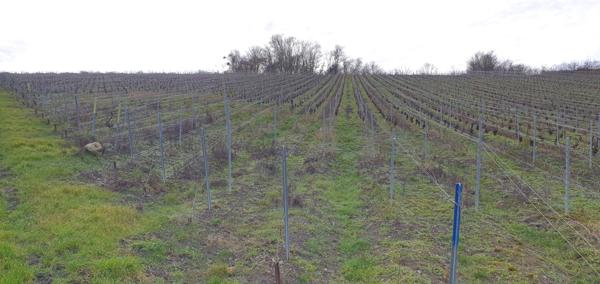 Troissy (51700) TERRE A VIGNE