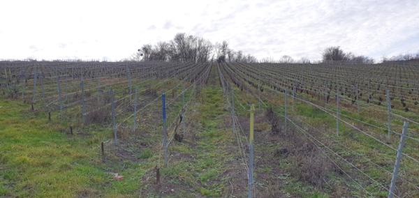 Troissy (51700) TERRE A VIGNE