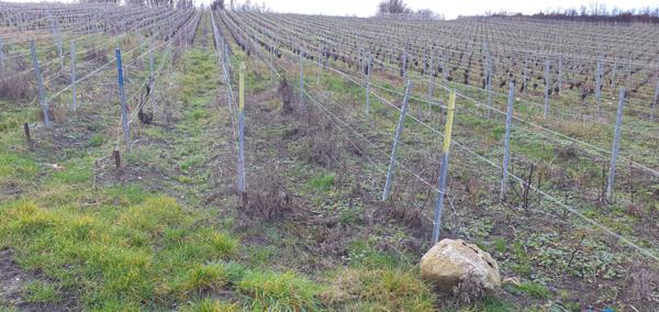 Troissy (51700) TERRE A VIGNE