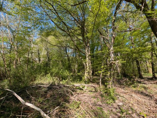 EXCLUSIVITE Terrain boisé de plus de 8500 m² à GUIGNES (77390)