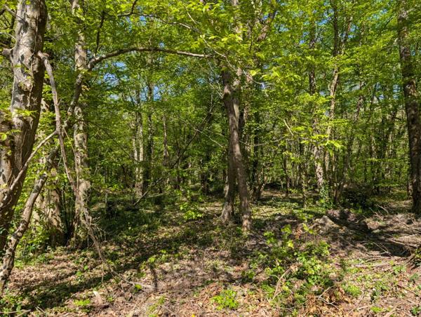 EXCLUSIVITE Terrain boisé de plus de 8500 m² à GUIGNES (77390)