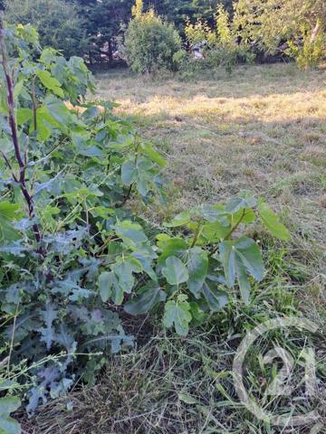 Terrain à vendre  693 m2 GUILVINEC - 29