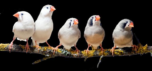 Terrain a bâtir  1300 m2