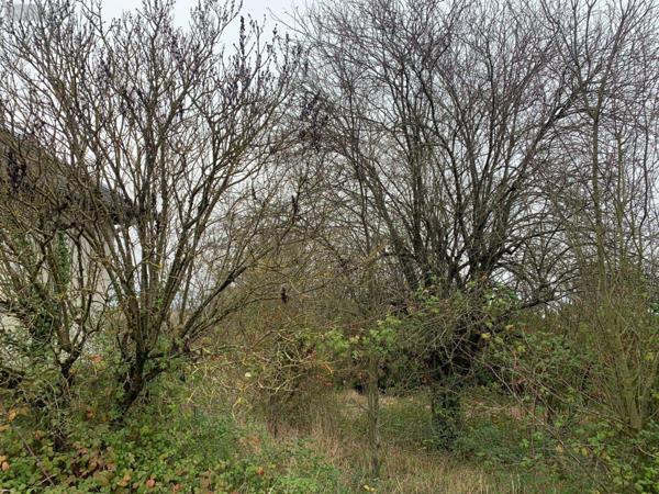 Maison à vendre à Pellevoisin dans l'Indre (36180), ref : 1047530