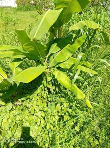 terrain de 556 m2 a vendre a basse-pointe