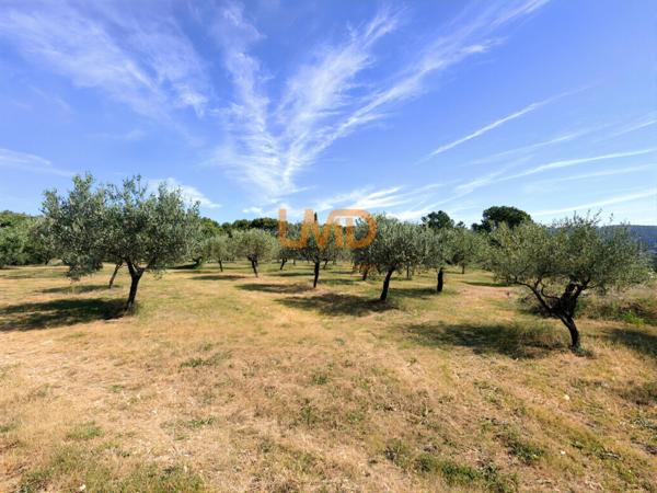 Mas en pierre sur 1,2 hectare – oliveraie, calme