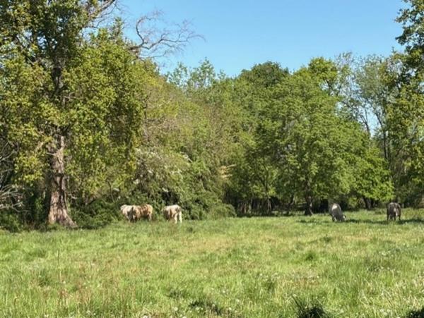 PLAISANCE (32) proche : MAISON TRADITIONNELLE 1960, dépendances, terrain clos avec jardin de 1.000m2 environ au calme, vue campagne