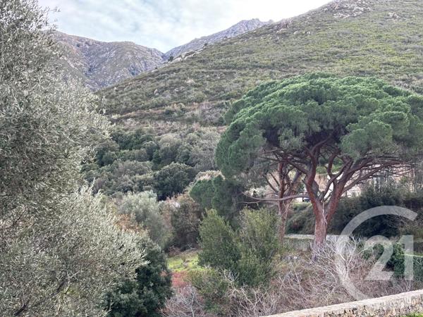 Terrain à vendre  585 m2 OCCHIATANA - 202