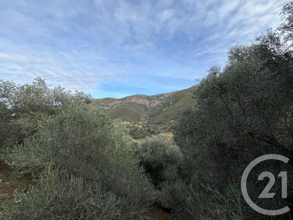 Terrain à vendre  585 m2 OCCHIATANA - 202